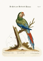 Le Grand Ara Vert, 1749-73
